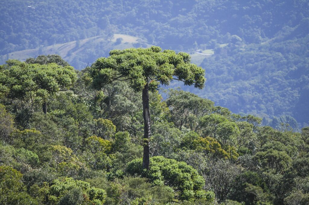 the tree is cold, the stone in the treasure chest, araucaria-4404641.jpg